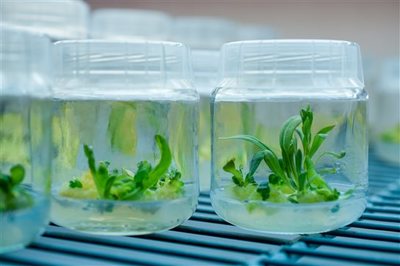 植物生物基材料技術(shù)研發(fā) 綠色革命的創(chuàng)新引擎
